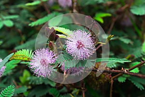 Pink flowers of Mimosa pudica, also called sensitive plant, Sensitive flower.