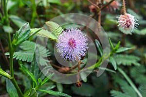 Pink flowers of Mimosa pudica, also called sensitive plant, Sensitive flower.