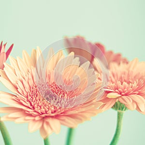 Pink flowers on mint