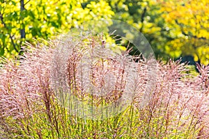 Pink flowers of miscanthus grass Miscanthus floridulus Lab. Warb. ex Schum. et Laut