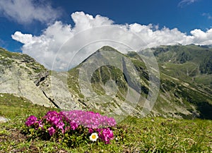 Pink flowers in the mountains