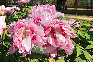 Pink flowers of the Moutan Peony