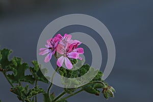 Pink  flowers in my mind photo