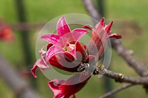 Pink flowers of a native Brachychiton bidwillii hook or little kurrajong photo