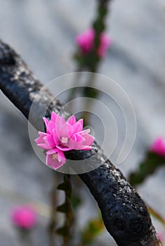 Pink flowers of the native rose, Boronia serrulata, growing amongst burnt blackened tree branches photo