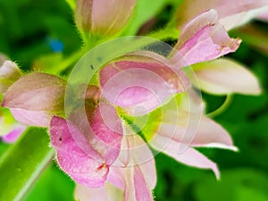 Pink flowers natur 4k photo photo