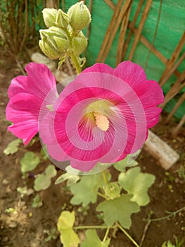 Pink flowers in Nature