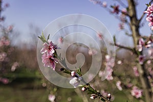 Pink flowers of nectarine tree close-up on blurred background of orchard
