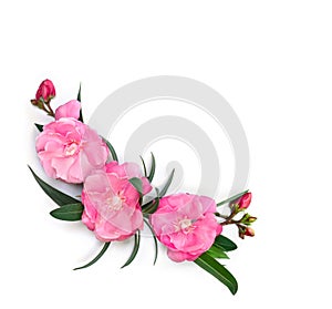 Pink flowers Nerium oleander and leaves on a white background with space for text. Top view, flat lay