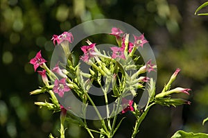 Pink flowers of a nicotiana tabacum or tobacco plant