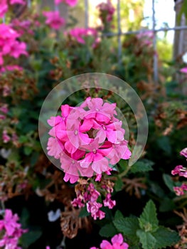 Pink flowers nir home