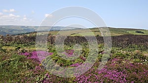 Pink flowers North Hill Somerset countryside scene near Minehead Somerset England UK