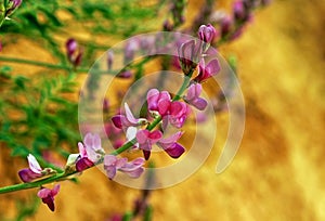 Pink flowers of northern sweetvetch, Hedysarum boreale