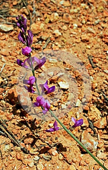 Pink flowers of northern sweetvetch, Hedysarum boreale