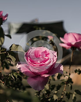 Pink Flowers in Ojai