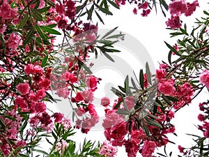 Pink flowers oleander