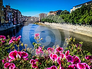 Pink flowers on the Onyar River.