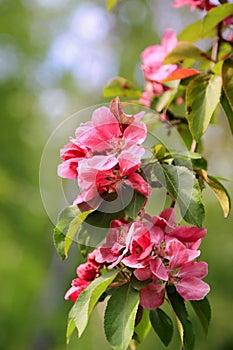 Pink Flowers of Ornamental Grab Apple