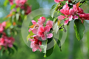 Pink Flowers of Ornamental Grab Apple