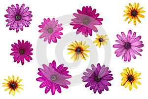 Pink flowers of Osteospermum and yellow flowers of Rudbeckia hirta isolated on white