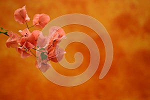 Pink flowers over orange