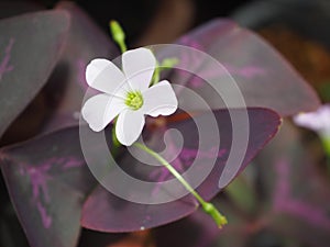 Pink flowers, Oxalis purpurea bloom prominently on purple leaves.