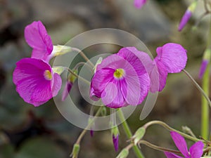 Pink flowers of Oxalis purpurea bowiei wood sorrel