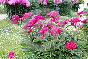 Pink flowers of Paeonia lactiflora cultivar Charm. Japanese flowered peony in garden