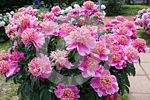 Pink flowers of Paeonia lactiflora cultivar Neon. Japanese flowered peony in garden