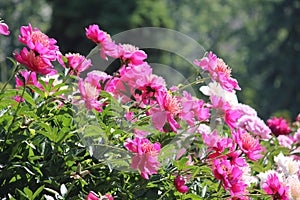 Pink flowers of Paeonia lactiflora. Flowering peony in garden