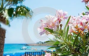 Pink flowers, palm tree and sea views on the coast of Cyprus