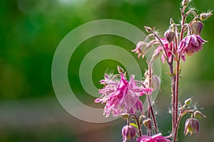 Pink flowers in park