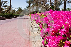 Pink flowers on the park road. garden arrangement in the park