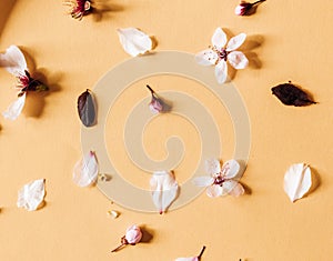 Pink flowers on pastel orange background. Valentines Day, Easter, Happy Women's Day, Mother's day.