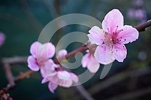 Pink flowers of a peach fruit tree.