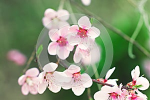 Pink flowers of peach tree macro photography details