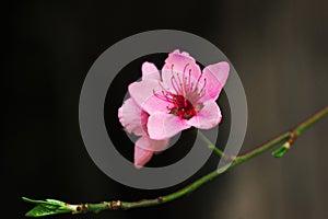Pink flowers of peach tree macro photography detailse