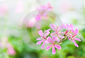 Pink flowers Pelargonium peltatum
