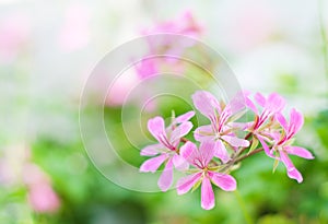 Pink flowers Pelargonium peltatum photo