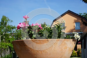 Pink flowers of Pelargonium zonale and white flowers of Solanum jasminoides in a flower pot in May. Berlin, Germany