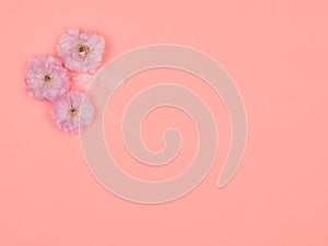 Pink flowers and petals decorative almonds on a pink background photo