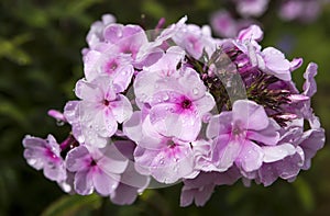 Pink flowers with petals water rain drops.