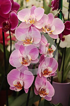 Pink flowers of Phalaenopsis orchid photo