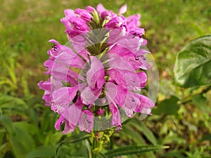Pink flowers Physostegia virginiana or False dragonhead