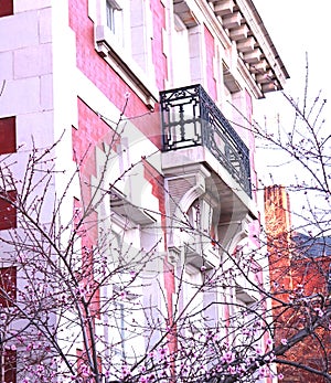 Pink Flowers and Pink Architecture