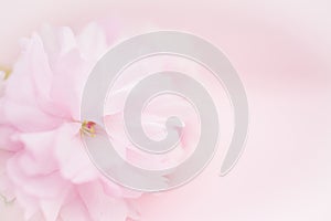 Pink flowers on pink background