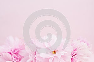 Pink flowers on pink background