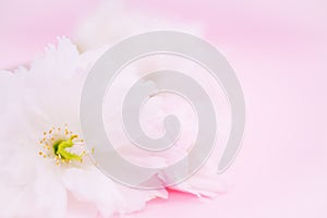 Pink flowers on pink background