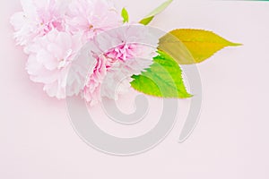 Pink flowers on pink background