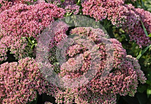 Pink flowers. pink Eupatorium